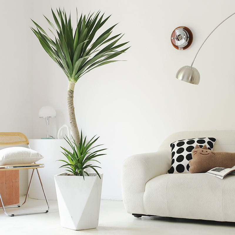 Indoor Dutch Iron Dracaena Plant Garden Plus