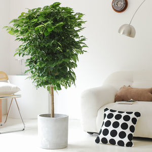 Indoor Radermachera Sinica Plant (Happiness Tree) Garden Plus