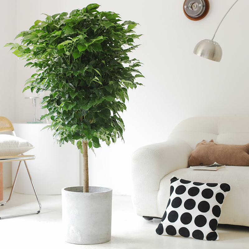 Indoor Radermachera Sinica Plant (Happiness Tree) Garden Plus