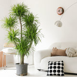 Indoor Multi-Heads Frangrant Dracaena Compacta Plant Garden Plus