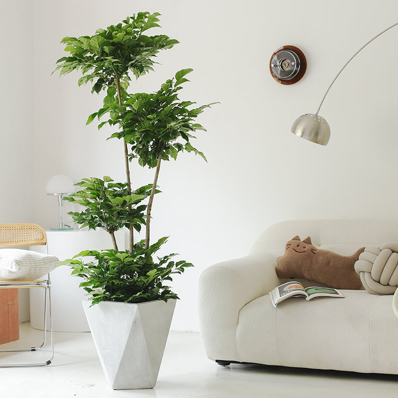 Indoor Radermachera Sinica Plant (Happiness Tree) Garden Plus