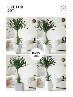 Indoor Dutch Iron Dracaena Plant Garden Plus