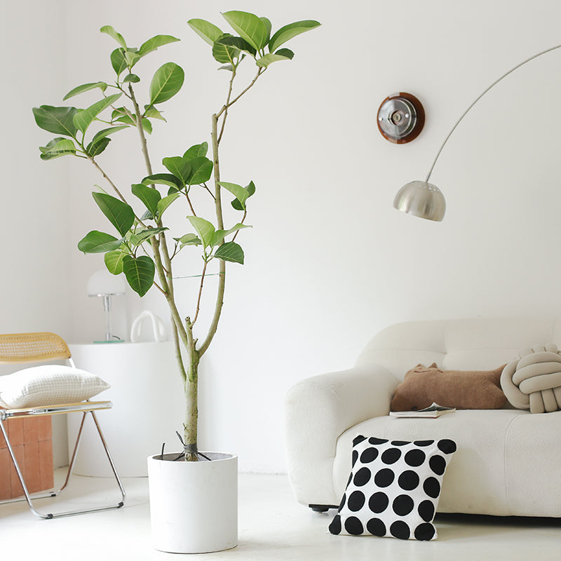 Indoor Ficus Altissima Plant Garden Plus