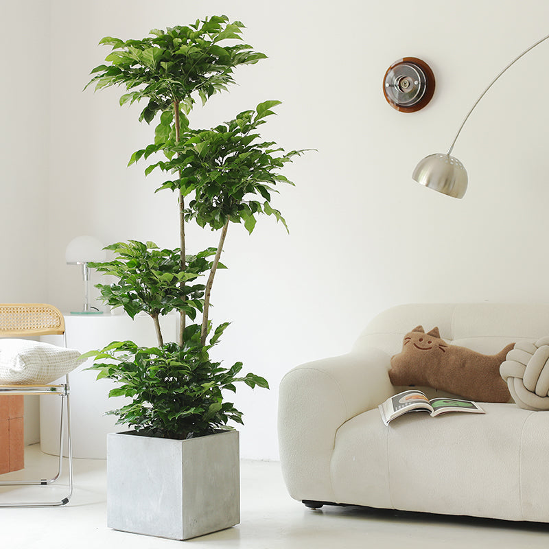 Indoor Radermachera Sinica Plant (Happiness Tree) Garden Plus