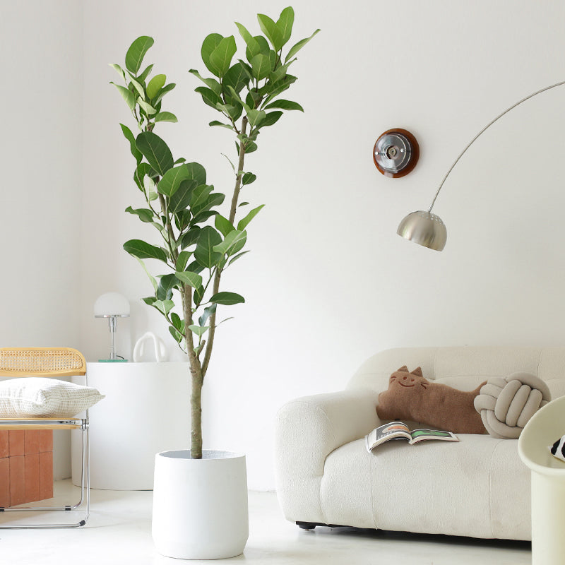 Indoor Ficus Altissima Plant Garden Plus