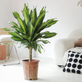 Indoor Dracaena Fragrans (Corn) Plant Garden Plus