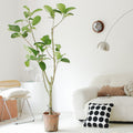 Indoor Ficus Altissima Plant Garden Plus