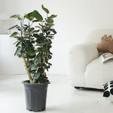 Indoor Polyscias Balfouriana Bailey Plant ( Money Pocket) Garden Plus