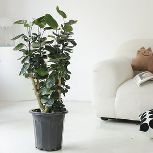 Indoor Polyscias Balfouriana Bailey Plant ( Money Pocket) Garden Plus