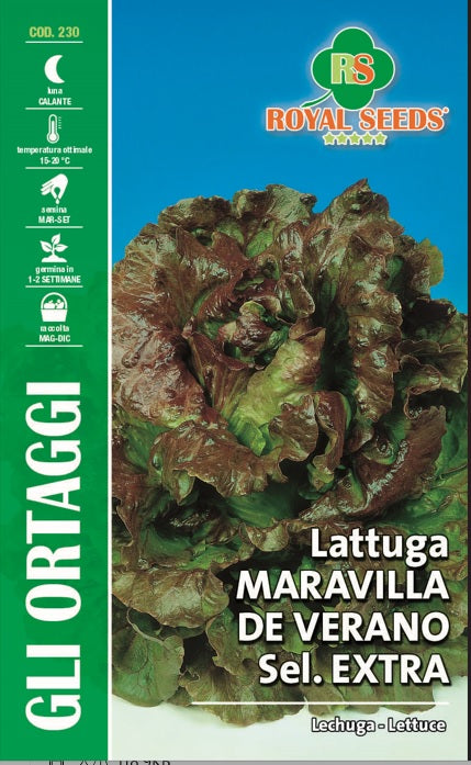 Lettuce - Maravilla De Verano Royal Seed RYMO79/79 Garden Plus