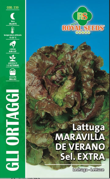Lettuce - Maravilla De Verano Royal Seed RYMO79/79