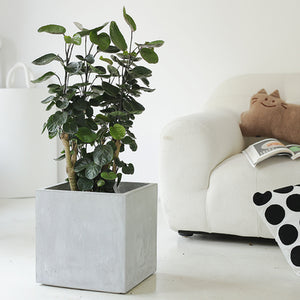 Indoor Polyscias Balfouriana Bailey Plant ( Money Pocket) Garden Plus