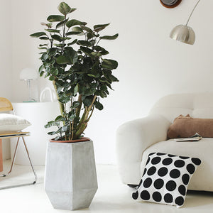 Indoor Polyscias Balfouriana Bailey Plant ( Money Pocket) Garden Plus