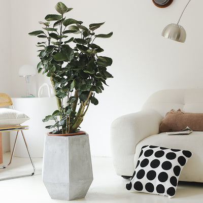 Indoor Polyscias Balfouriana Bailey Plant ( Money Pocket) Garden Plus