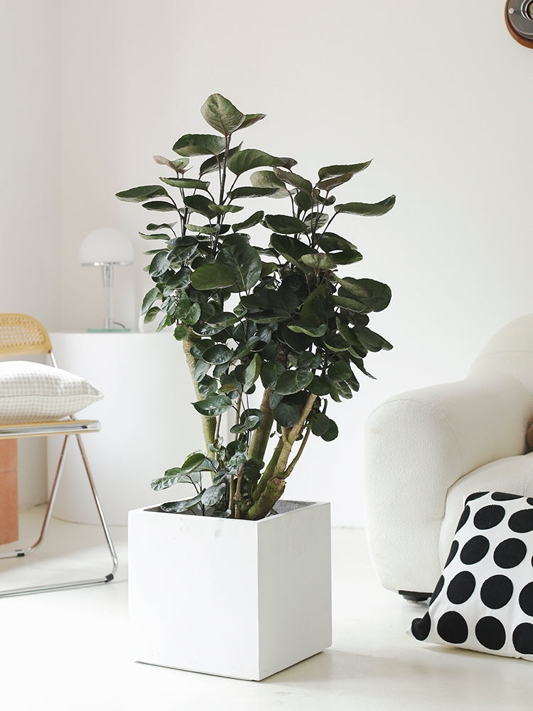 Indoor Polyscias Balfouriana Bailey Plant ( Money Pocket) Garden Plus