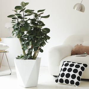 Indoor Polyscias Balfouriana Bailey Plant ( Money Pocket) Garden Plus