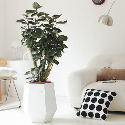 Indoor Polyscias Balfouriana Bailey Plant ( Money Pocket) Garden Plus