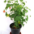 Abutilon pictum Garden Plus