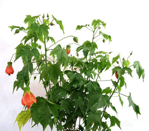 Abutilon pictum Garden Plus