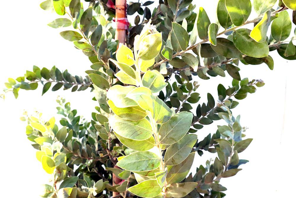 Acacia podalyriifolia Garden Plus