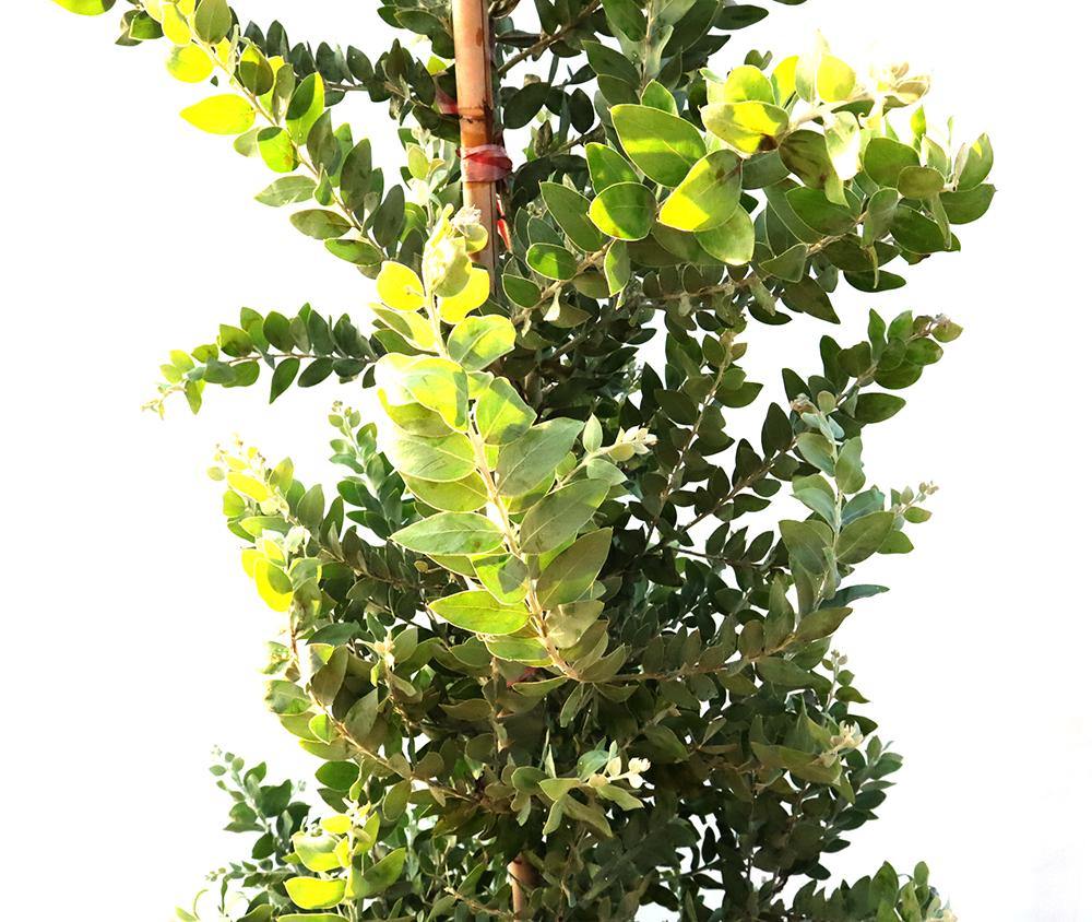 Acacia podalyriifolia Garden Plus