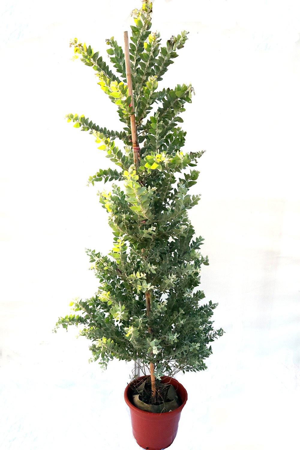 Acacia podalyriifolia Garden Plus