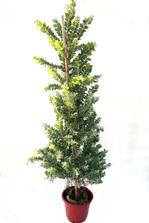 Acacia podalyriifolia Garden Plus