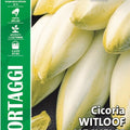 Achicoria Chicory - Royal Seed RYMO40/8 Garden Plus