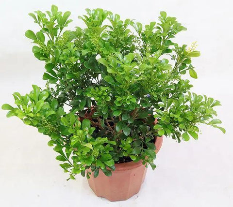 Aglaia odorata