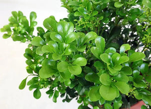 Aglaia odorata Garden Plus