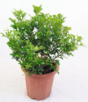 Aglaia odorata Garden Plus