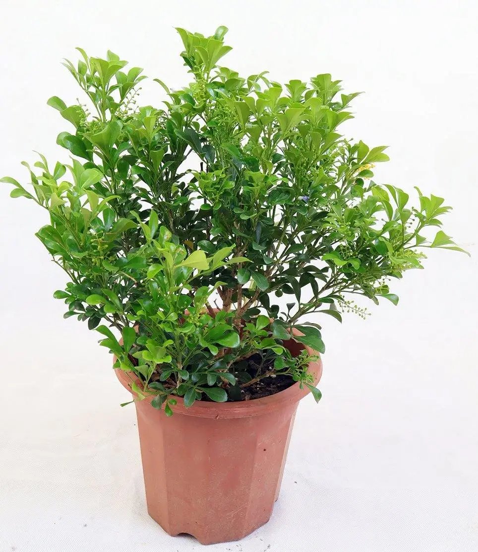 Aglaia odorata Garden Plus