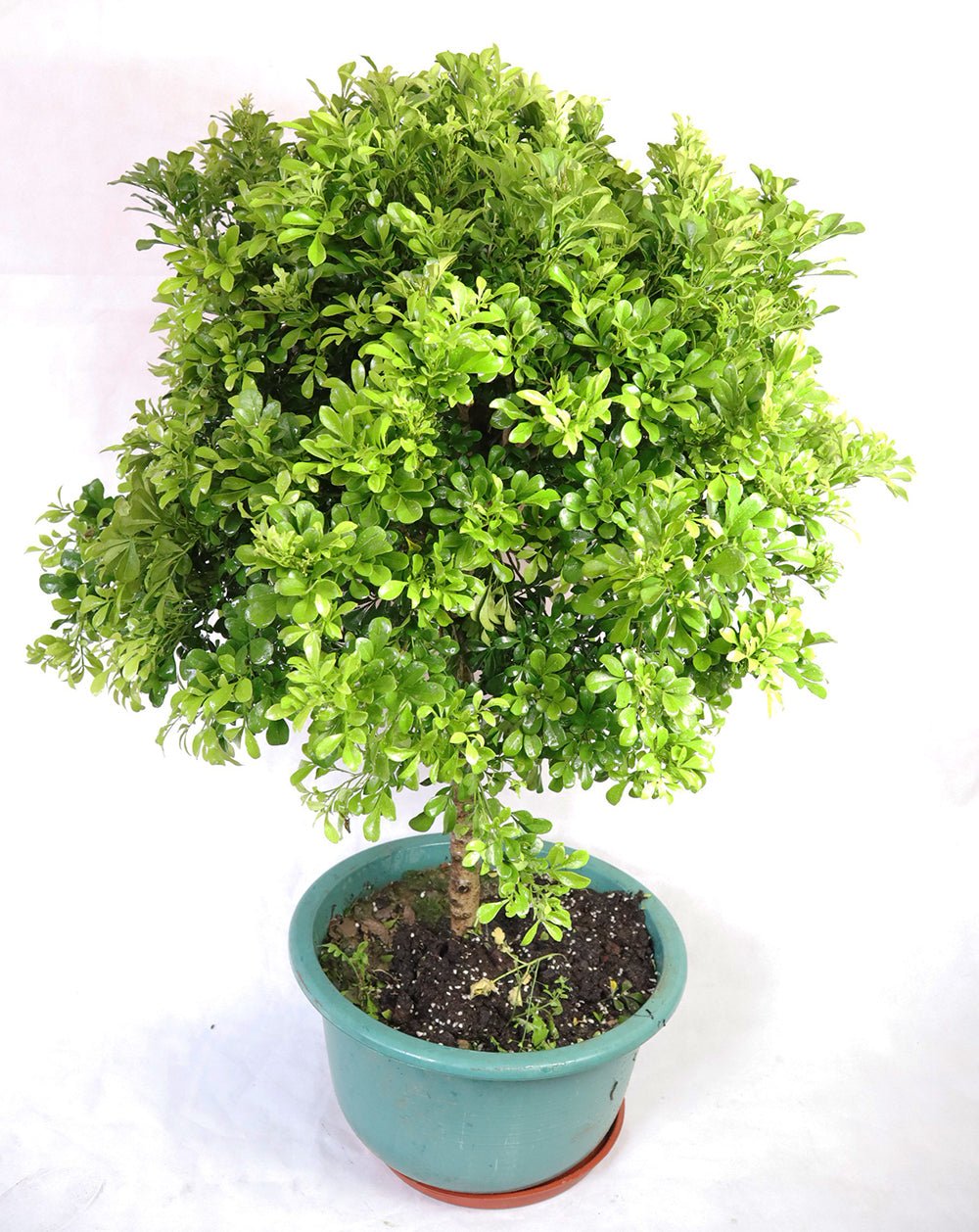 Aglaia odorata tree style Garden Plus