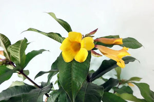 Allemanda Garden Plus