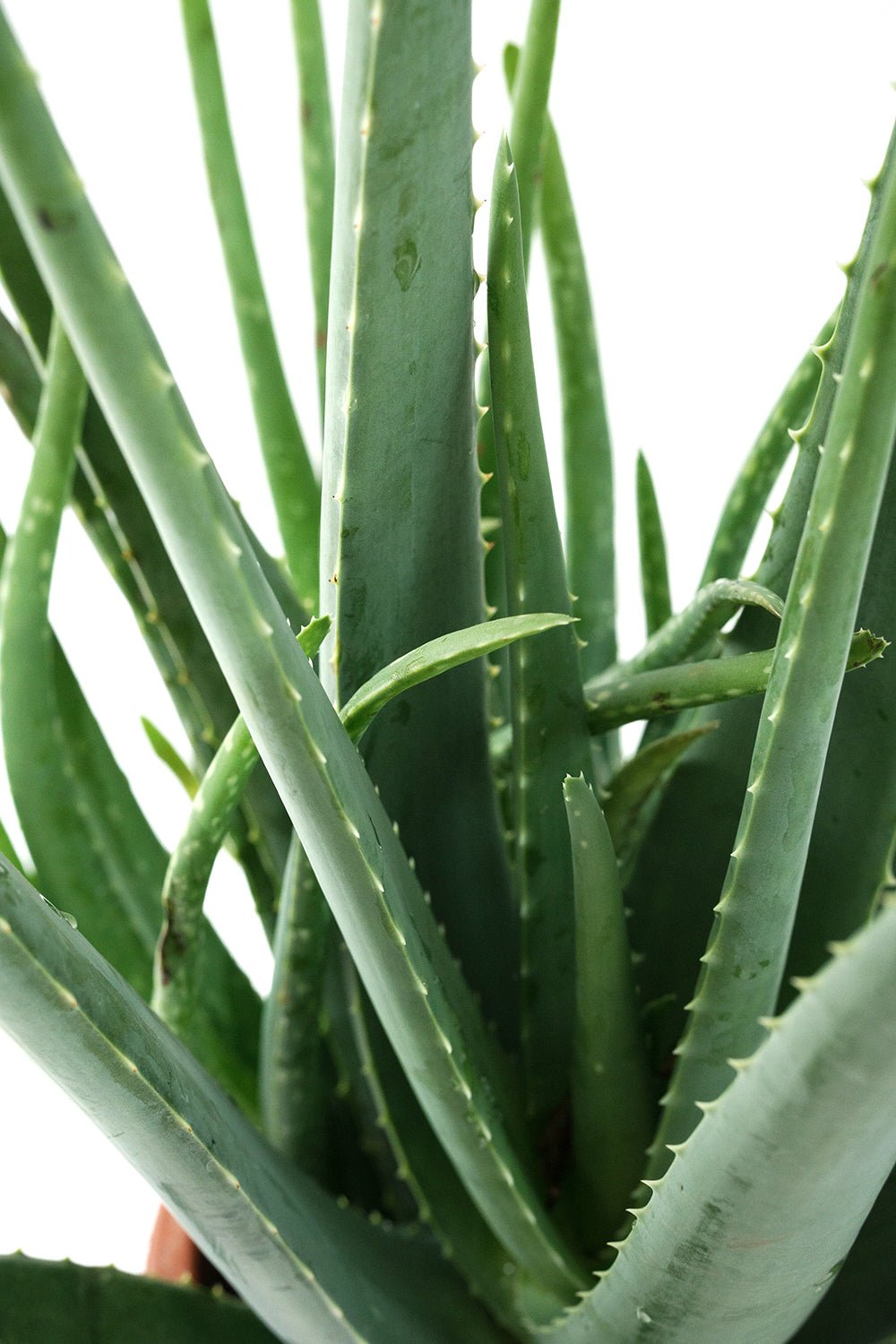 Aloe Vera Garden Plus