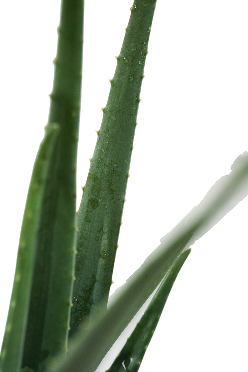 Aloe Vera Garden Plus