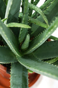 Aloe Vera Garden Plus