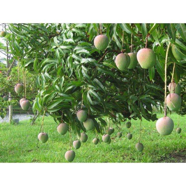 Apple Mango Garden Plus