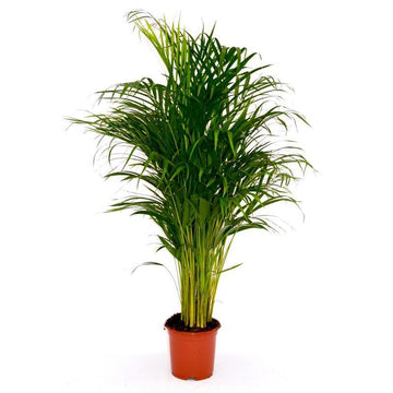 Areca palm Garden Plus