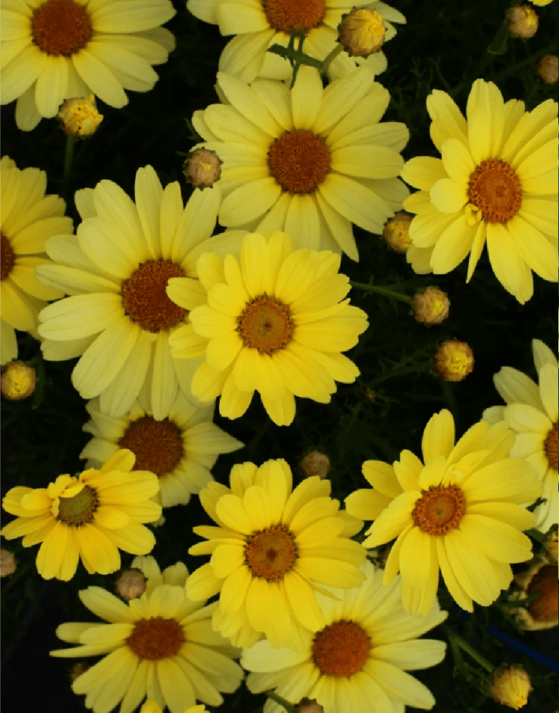 Argyranthemum frutescens - Paris Daisy Red / Yellow Garden Plus