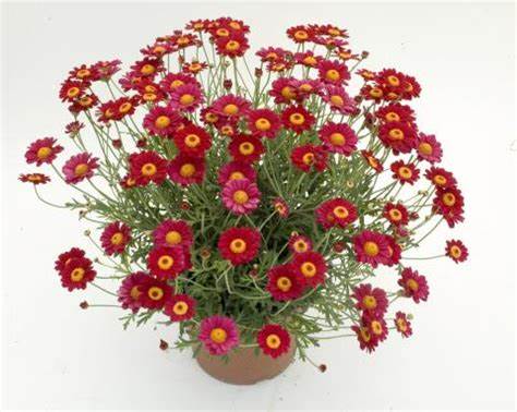 Argyranthemum frutescens - Paris Daisy Red / Yellow Garden Plus
