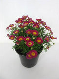 Argyranthemum frutescens - Paris Daisy Red / Yellow Garden Plus