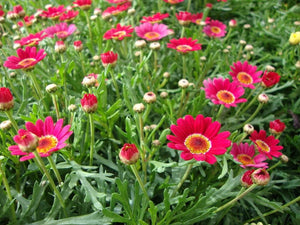 Argyranthemum frutescens - Paris Daisy Red / Yellow Garden Plus