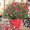 Argyranthemum frutescens - Paris Daisy Red / Yellow Garden Plus