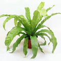 Asplenium nidus Garden Plus