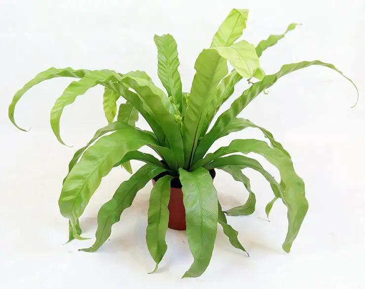 Asplenium nidus Garden Plus