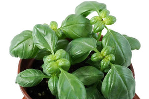 Basil Garden Plus