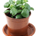 Basil Garden Plus