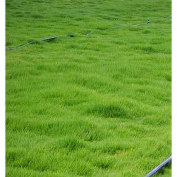 Bermuda grass Garden Plus