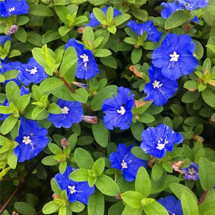 Blue Daze Garden Plus